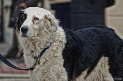 Viareggio carnevale118