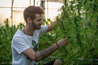 Viareggio cannabis021