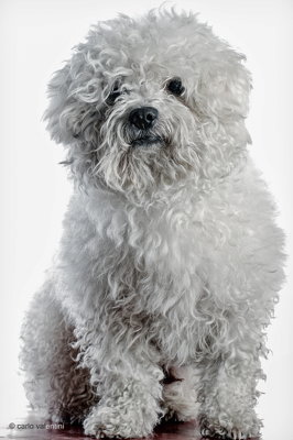 Barboncino bolognese jose089d