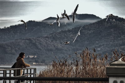 Massaciuccoli003