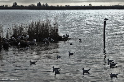 Massaciuccoli059