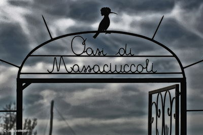 Massaciuccoli082