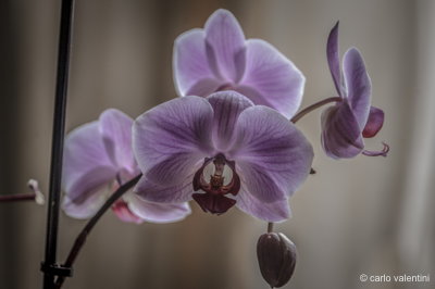 Orchidea24dec