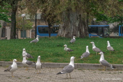 Viareggio10021