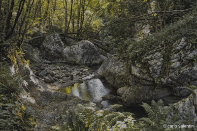 Candalla camaiore078declow