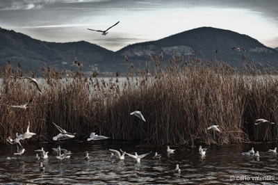 Massaciuccoli011declow