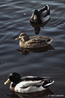 Massaciuccoli087declow