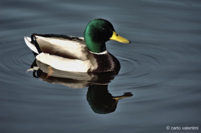 Massaciuccoli093declow 2