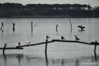 Massaciuccoli131declow