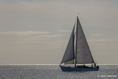 Viareggio vele storiche461
